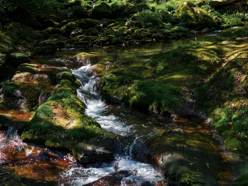 Ruisseau forestier et rochers moussus dans le parc national de Zhangjiajie